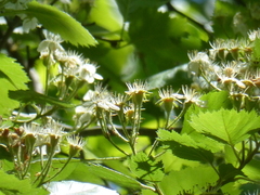 Crataegus canadensis