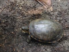 Trachemys venusta iversoni