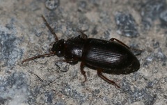 Metophonus