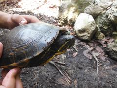 Trachemys venusta iversoni