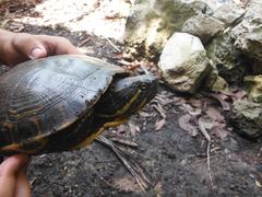 Trachemys venusta iversoni