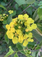 Stigmaphyllon emarginatum