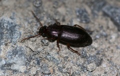 Metophonus