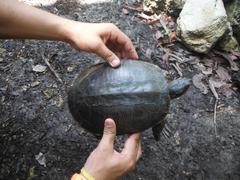 Trachemys venusta iversoni