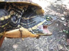 Trachemys venusta iversoni