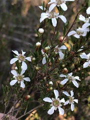 Leptospermum semibaccatum