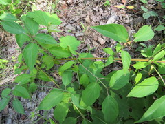 Cornus obliqua