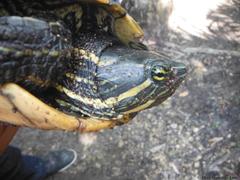 Trachemys venusta iversoni