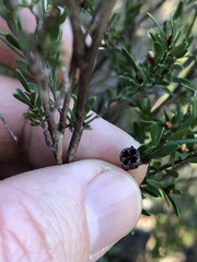 Leptospermum semibaccatum