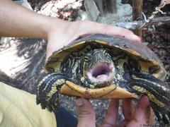 Trachemys venusta iversoni
