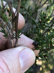 Leptospermum semibaccatum