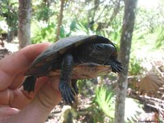 Kinosternon creaseri