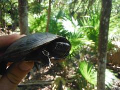 Kinosternon creaseri