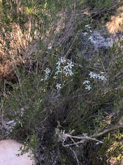 Leptospermum semibaccatum