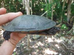 Kinosternon creaseri