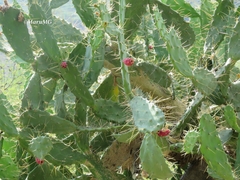Opuntia karwinskiana