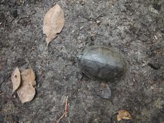 Kinosternon creaseri