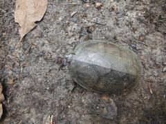 Kinosternon creaseri