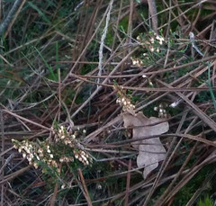 Erica lusitanica