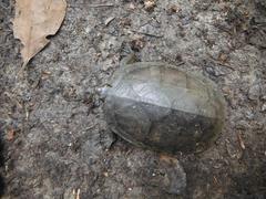 Kinosternon creaseri