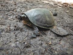 Kinosternon creaseri