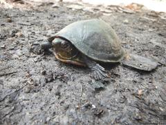 Kinosternon creaseri