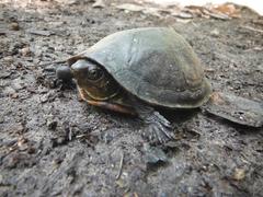 Kinosternon creaseri