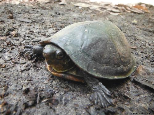 Creaser's Mud Turtle