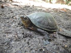 Kinosternon creaseri