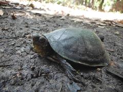 Kinosternon creaseri