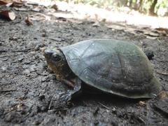 Kinosternon creaseri