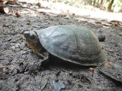 Kinosternon creaseri