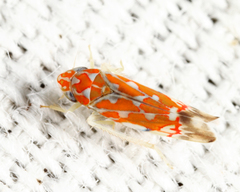Erythroneura rubra