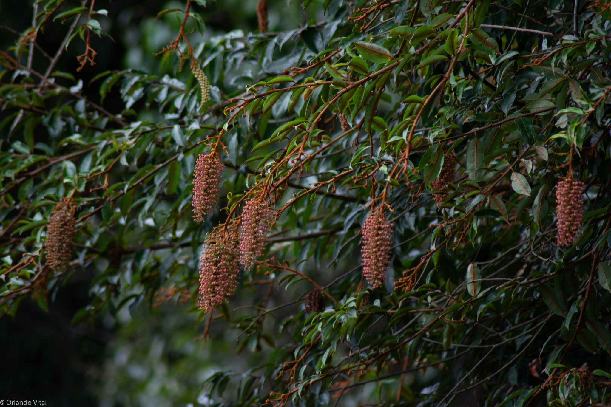 Mabea fistulifera