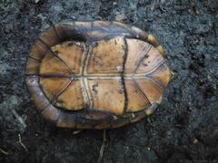 Kinosternon creaseri