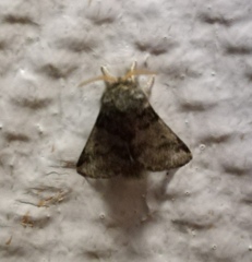 Thaumetopoea pityocampa