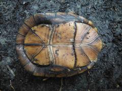 Kinosternon creaseri