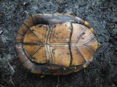 Kinosternon creaseri