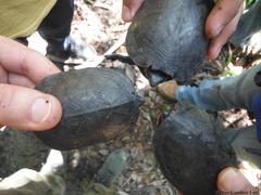 Kinosternon creaseri