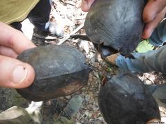 Kinosternon creaseri