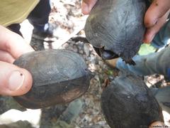 Kinosternon creaseri