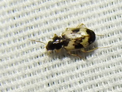 Tetragonoderus fasciatus