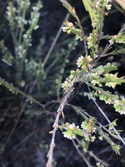 Ochrosperma lineare