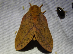 Anisota fuscosa