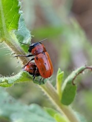 Coptocephala scopolina