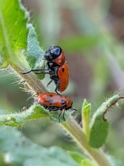 Coptocephala scopolina