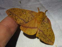 Anisota fuscosa