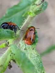 Coptocephala scopolina