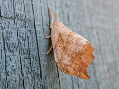 Drepana bilineata