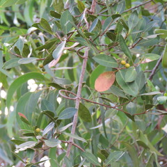 Alyxia spicata